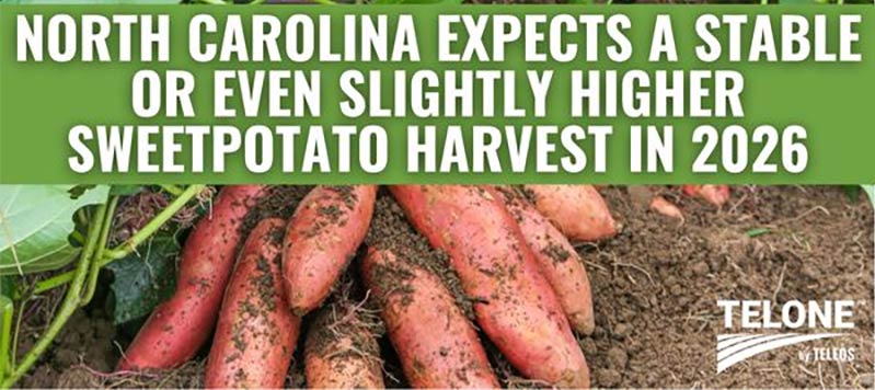 SweetPotatos | North Carolina