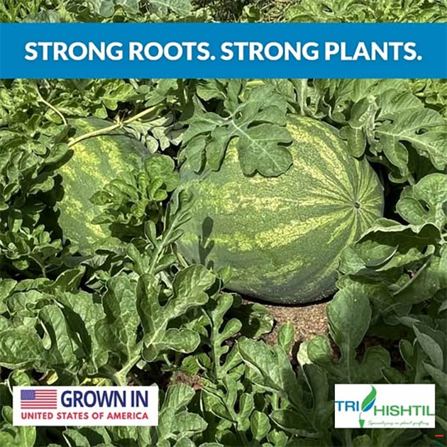 Grafted Watermelon | Tri-Hishtil 
