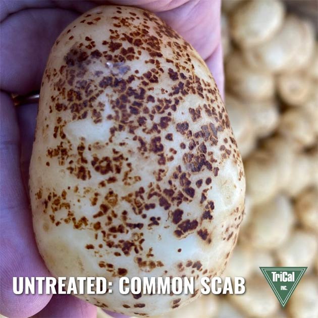 Untreated Common Scab in Potatoes