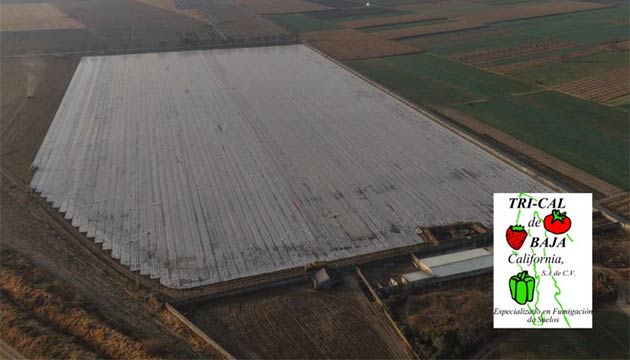 Baja California | Soil Fumigation Solutions