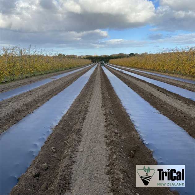 Apple Orchards | New Zealand