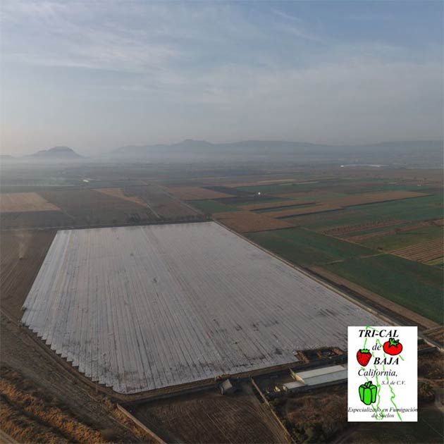 Baja California | Soil Fumigation Solutions