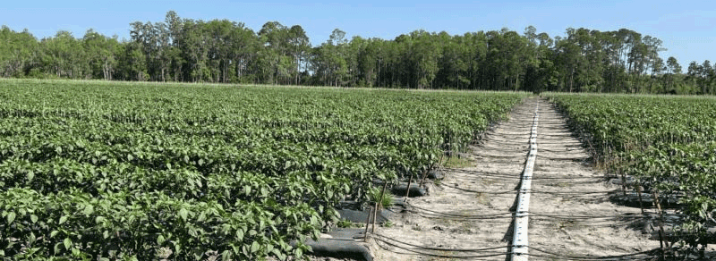 Peppers | Drip Irrigation