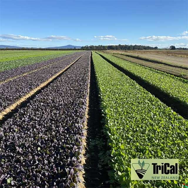 Leafy Vegetables | New Zealand