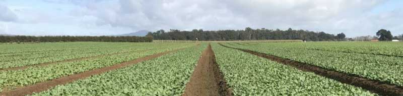 Spinach | New Zealand 