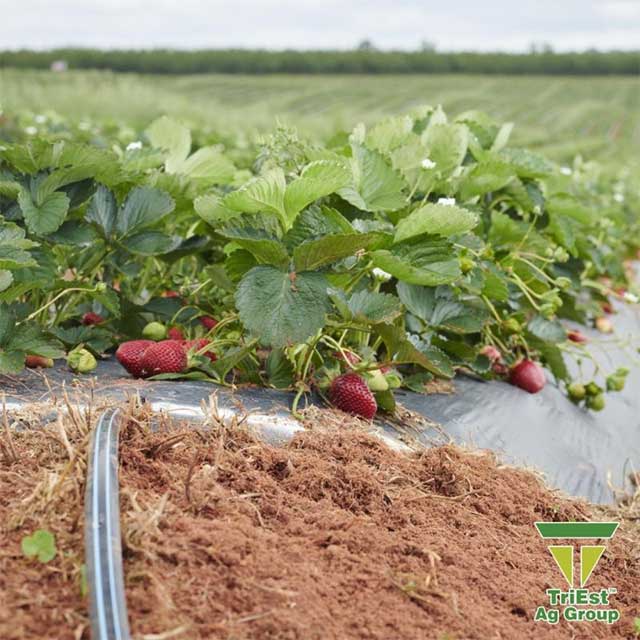 Drip Irrigation | Strawberries