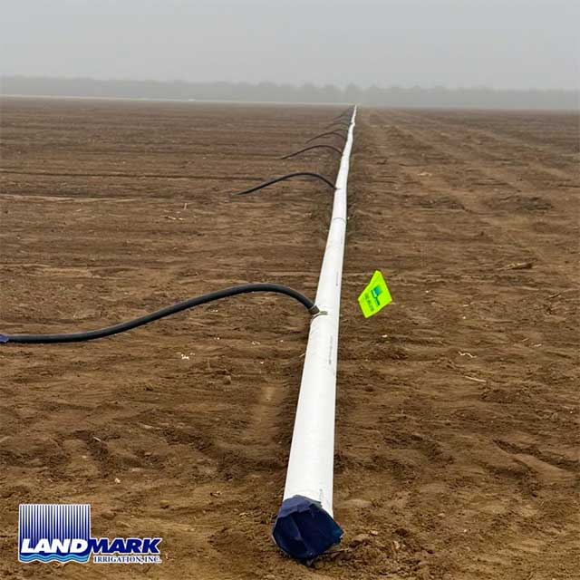 Almonds | Madera, CA