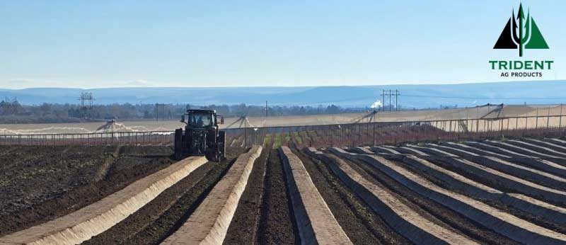 Blueberries | Washington State