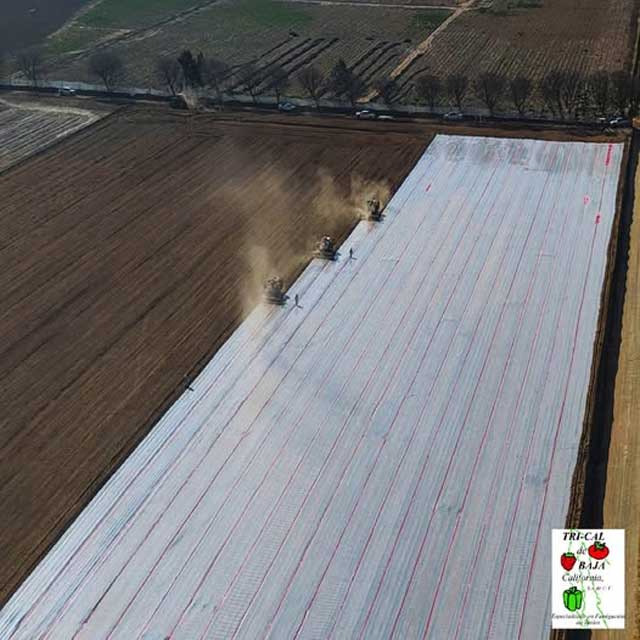 Strawberry | Puebla, Mexico