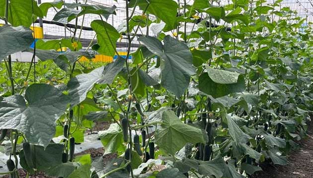 Cucumbers | Mexico