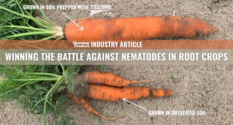 Winning the Battle Against Nematodes in Root Crops
