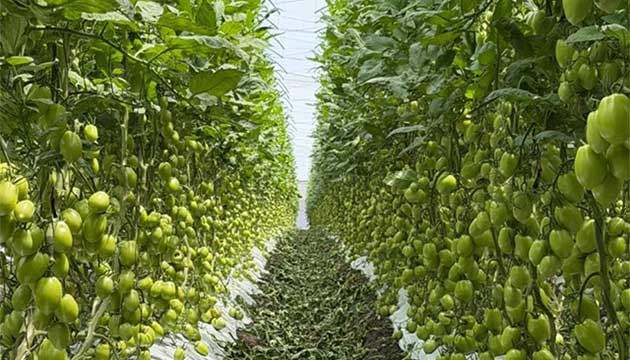 Apple Orchards | New Zealand