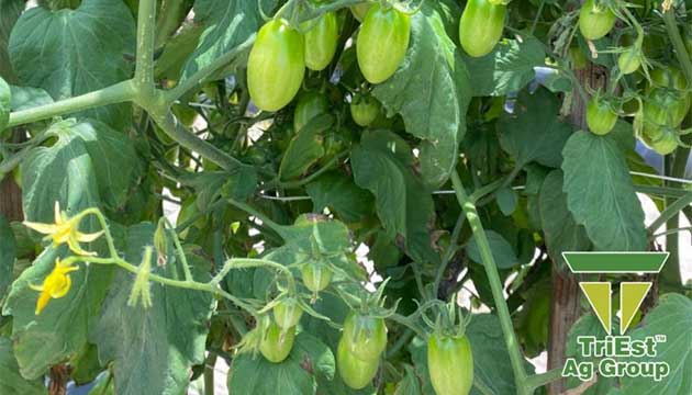 Grape Tomatoes | Jennings, FL