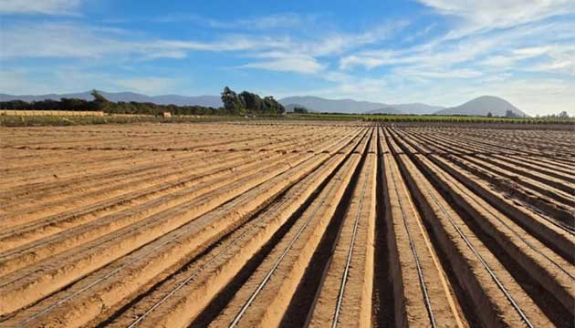 Lettuce Beds | Chile