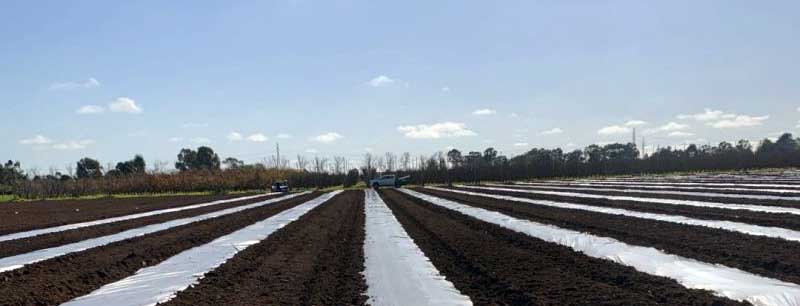 Tree Orchards | Shepparton, Australia