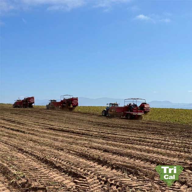 Potatoes | Chile