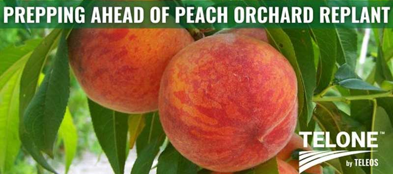 Peaches | South Carolina