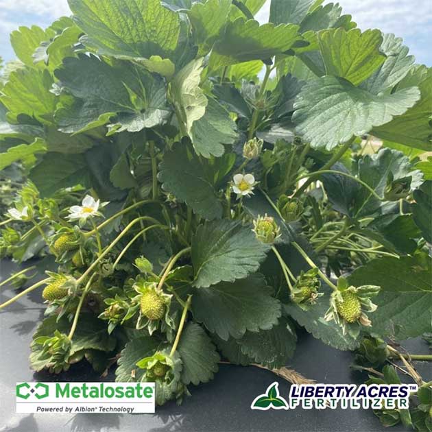 Strawberries | Florida