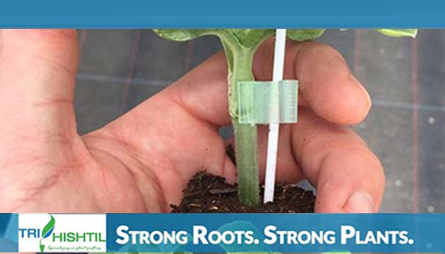 Tri-Hishtil Provides Premium Grafted Watermelon Plants 