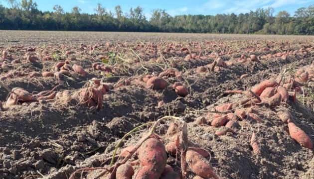 Give your Plants their Best Start