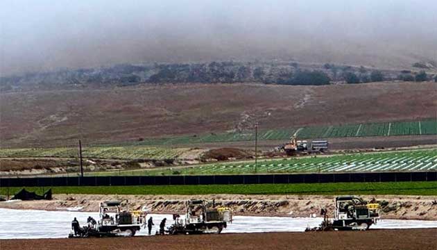 Foggy Morning Strawberries