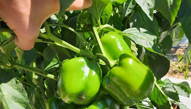 Give your Plants their Best Start