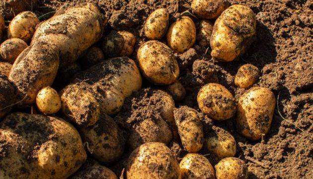 Big conversation in Potato is coming December 5th