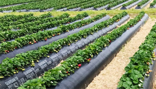 Successful Strawberry Cultivation with TriCal NZ