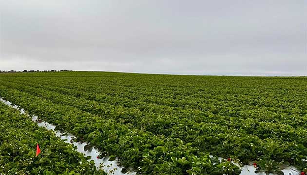 Thriving Strawberry bed in Santa Maria