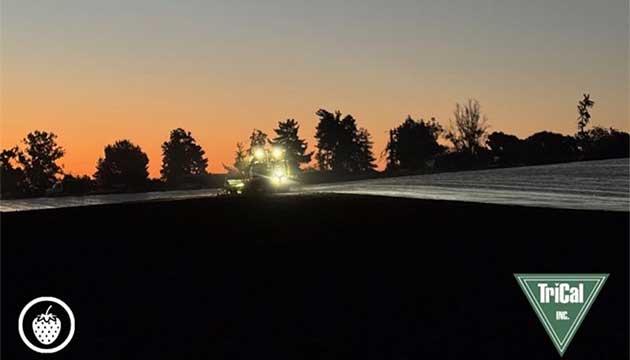 Foundation of a Successful Strawberry Crop in Santa Maria, CA.