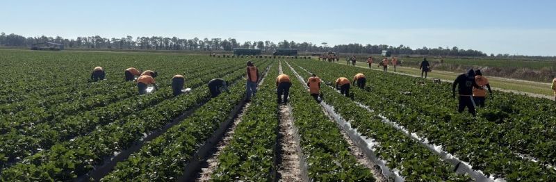 Fresh, Juicy Florida Strawberries are Coming