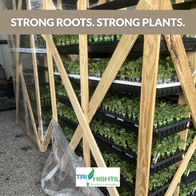 Choosing a Rootstock with Tri-Hishtil