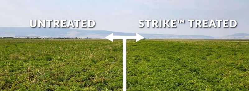 Pacific Northwest Potato Trial with Strike™