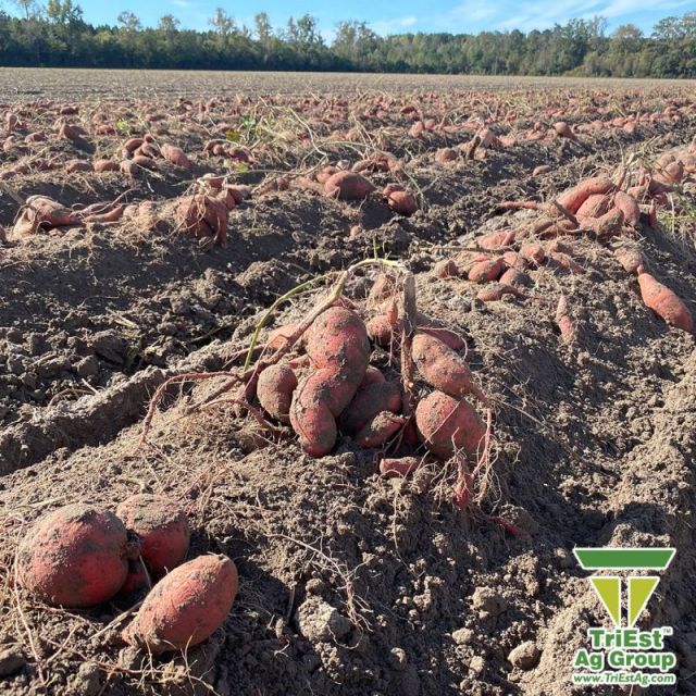 Give your Plants their Best Start